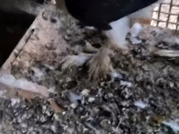 Broad Breasted White — Azerbaijan