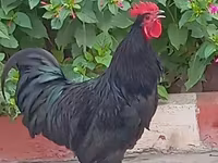 Chickens — photo 5