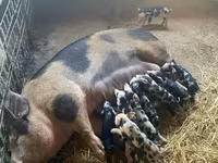 Säue, Schweine — Foto 3