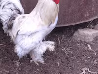 Brahma — photo 2