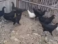 Chickens — الصورة 1