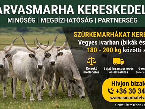 Bydło (partia, płeć nieokreślona), Ukrainian grey cattle