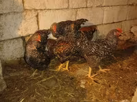 Chickens — Foto 3