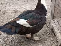 Ducks — Foto 8