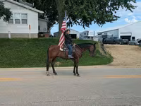 Cavalo, Quarter Horse — foto 6