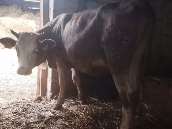 İnək, Simmental cattle