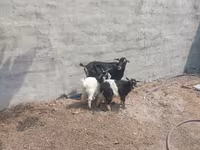 Goat, Goats — photo 2