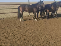 At, New Altai Horse — foto 1