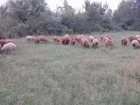 Qoyunlar (partiya, cinsi göstərilməyib), Qoyunlar — foto 2