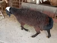 Qoç, Blackheaded Persian sheep — foto 4