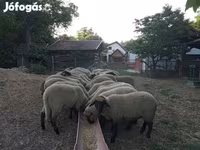 Ovelha, Tsigai sheep — foto 1