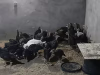 Turkeys — foto 1