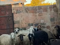 Qoyun, Qoyunlar — foto 1
