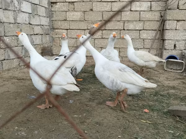 Geese — Azerbaijan