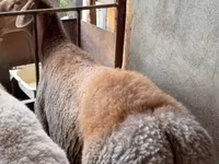 Qoç, Arashan sheep — foto 1