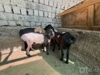 Ram, Sheep — photo 3