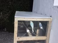 Açıq havaya uyğun, taxta karkaslı və metal torlu quş volyeri/sandığı — Foto 2