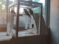 Nimfa (Cockatiel) tutuquşuları və quşlar üçün geniş qəfəs dəsti — الصورة 5