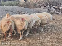 Qoyunlar (partiya, cinsi göstərilməyib), Qoyunlar — foto 1