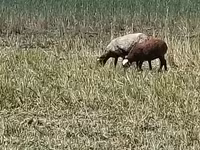 Qoyun, Romanov sheep — foto 3