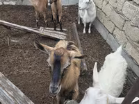 Dişi keçi, Saanen goat — foto 8