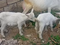 Dişi keçi, Keçilər — foto 8