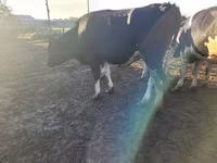 Vaca, Russian Black pied cattle — foto 6