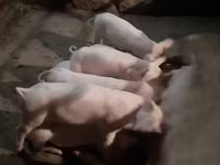 Eber, Schweine — Foto 1