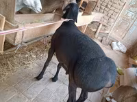 Ram, Sheep — photo 4