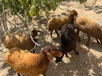 Qoç, Qoyunlar — foto 5