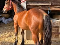 Kůň, Koně — foto 2