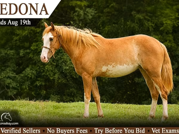 Égua, American paint horse