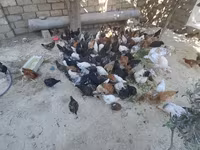 Chickens — photo 1