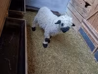 Баран, Valais Blacknose sheep — фото 3