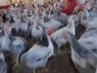 Chickens — foto 1