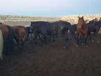 At, Kushum Horse — foto 7
