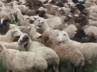 Sheep, Sheep — photo 5