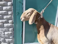 Carneiro, Arashan sheep — foto 2