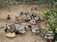 Ducks — photo 2
