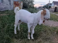 Cabro, Gulabi goats — foto 3