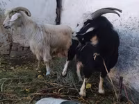 Billy Goat, Goats — photo 2