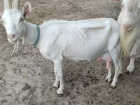 母山羊, Saanen goat — 照片 5