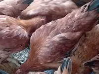 Chickens — Foto 4