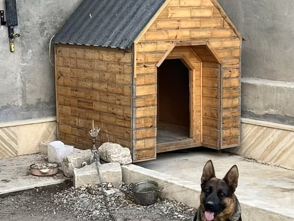 Taxta it evi ve temiz nemes avcarkasi(1,5 yas) qiymet razilasma