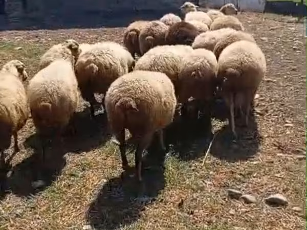 Qoyunlar (partiya, cinsi göstərilməyib), Qoyunlar