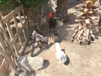Ducks — 照片 3