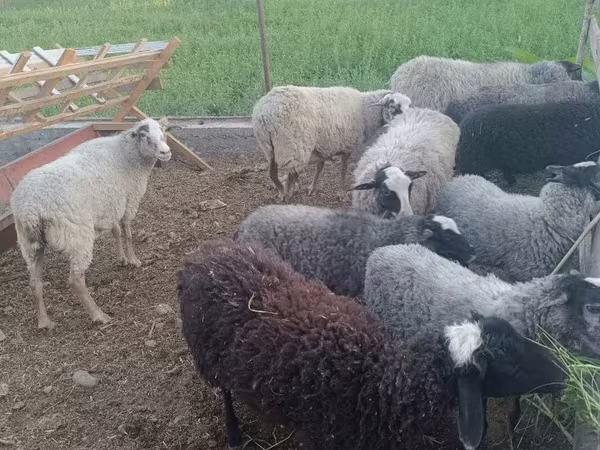 Carnero, Romanov sheep