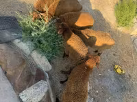 Sheep, Sheep — photo 1