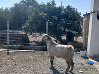 Billy Goat, Damask goat — photo 5