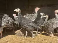 Turkeys — फ़ोटो 2